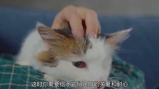 养猫新手必看10大神级细节让你成为合格猫主