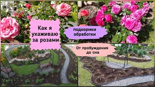 видео: Как я ухаживаю за розами.Подкормки, обработки с весны до осени.(Ленинградская область) картинка: Как я ухаживаю за розами.Подкормки, обработки с весны до осени.(Ленинградская область)