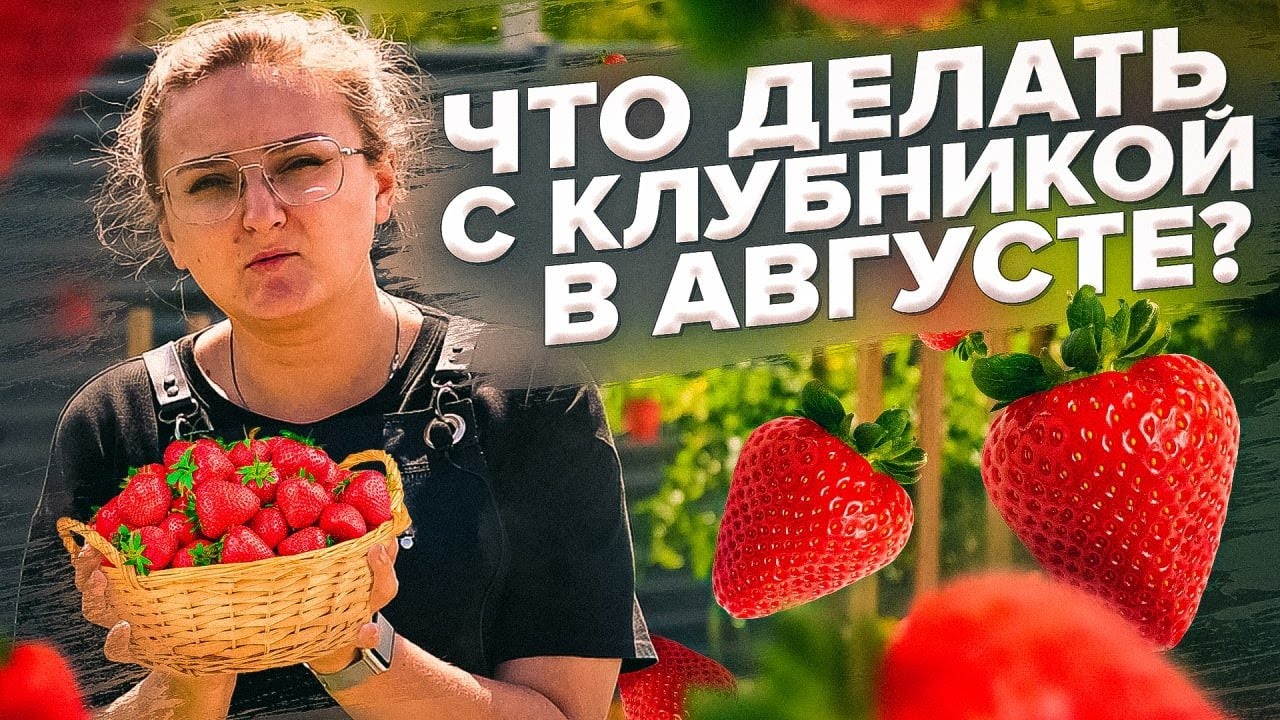 ЗЕМЛЯНИКА в августе ПОСЛЕ ПЛОДОНОШЕНИЯ. ЧТО ДЕЛАТЬ? УСЫ, ОБРЕЗКА