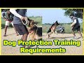 Dog protection training requirementsdog trainingdog for salesspotlight tamil