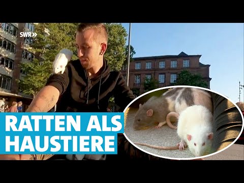 Video: Machen Sie das Leben Ihrer Haustier-Ratte mit Nahrungsrätseln interessanter