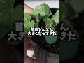 きゅうりが無限に取れる方法がヤバい #自給自足