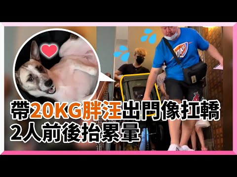 帶20KG米克斯出遊像在扛轎！爸累翻：根本媽祖出巡｜寵物動物｜狗狗｜大狗