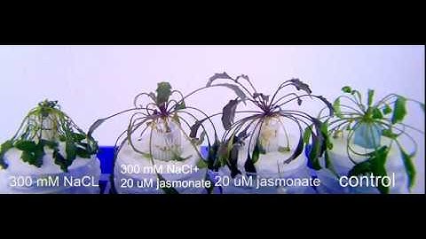 Eutrema salsugineum time lapse stress and adaptation