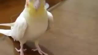 Burung Falk Bernyanyi