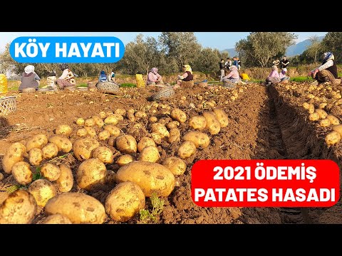 TÜRKİYENİN ÜNLÜ ÖDEMİŞ PATATESİ | PATATES HASADI 2021 SEZONUNU AÇTIK | PATATES HASADI/KOMPİR HASADI