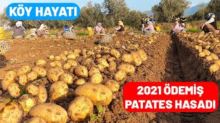 Türki̇yeni̇n Ünlü Ödemi̇ş Patatesi̇ Patates Hasadi 2021 Sezonunu Açtik Patates Hasadikompi̇r Hasadi