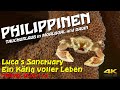 Tauchen philippinen  lucas sanctuary ein kfig voller leben 4k dauin