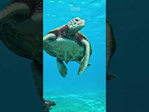 Встреча с морской черепахой 🐢 #океан