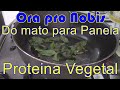 refogado de ora pro nobis proteina vegetal pereskia aculeata plantas selvagens alimentícias