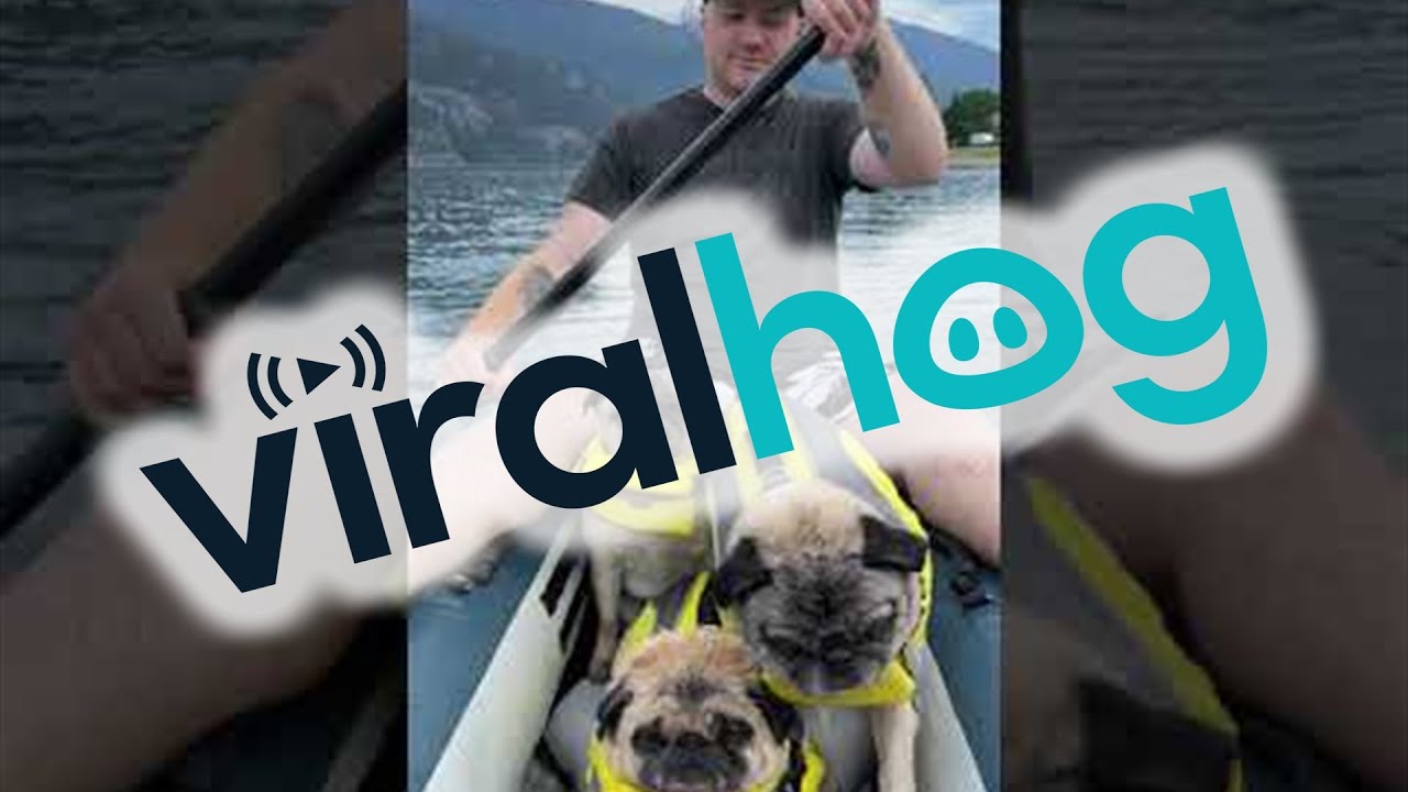 Paddling With the Pugs || ViralHog