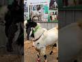 Special Palai wala Kota Bakra at Ya Ali Goat Farm Pune