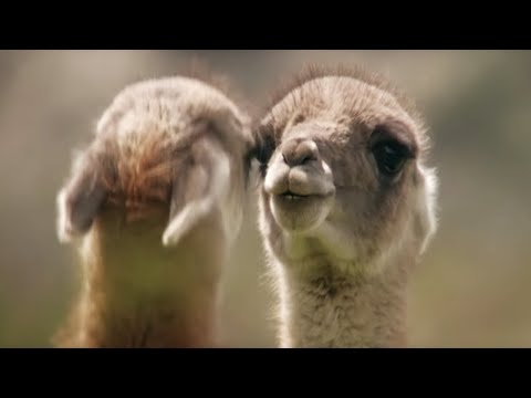 Brutal Fight for Dominance Among Guanacos | Wild Patagonia | BBC Earth