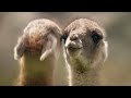 Des guanacos froces se battent pour le pouvoir  wild patagonia  bbc earth