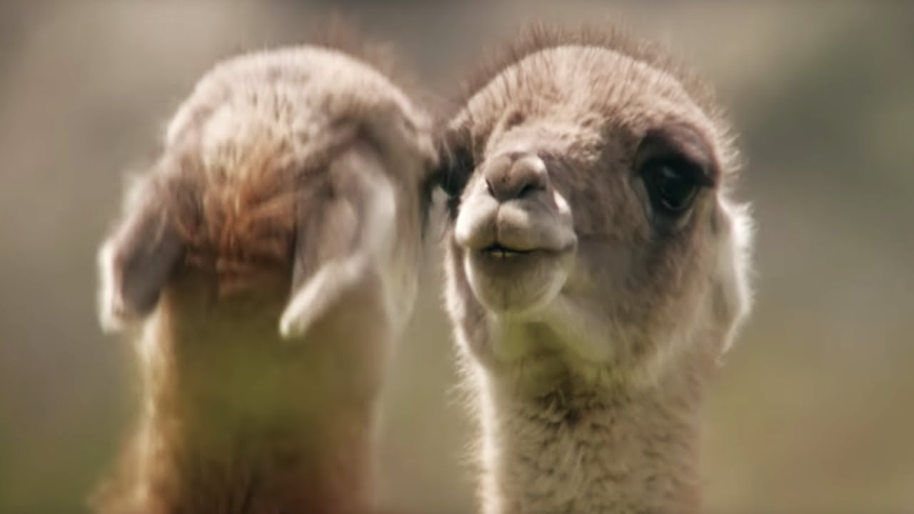 ⁣Brutal Guanaco fight for dominance | Wild Patagonia | BBC Earth
