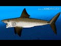 Todo sobre el género y especies de el Helicoprion, chondrychthyos (loquendo)