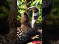 Cobra vs Porcupine – The Deadly Jungle Battle | Realistic #wildlife  #animals #cobra #venom  #attack