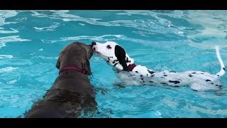 Dalmatian Puppy Learning to Swim by Munchito696 7,185 views 6 years ago 1 minute, 9 seconds