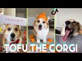 NEW Tofu The Corgi Tiktok Funny Videos - Best of @Tofu_Corgi &amp; Boshi Funny Dog tiktoks 2023