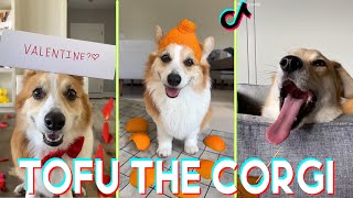 NEW Tofu The Corgi Tiktok Funny Videos - Best of @Tofu_Corgi & Boshi Funny Dog tiktoks 2023