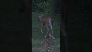 Most mature does give birth to twin fawns. Coyotes are the fawns most common predator. #shorts