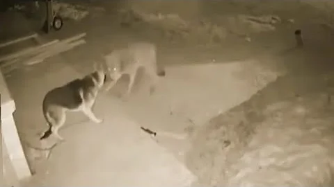 Wolf VS German shepherd dog - DayDayNews