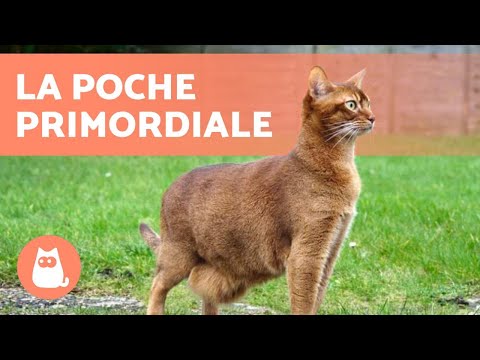 Vidéo: Pourquoi les chats ont-ils des poches ?