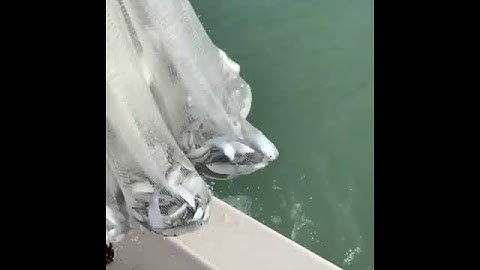 Black Pearl Cast Nets - Capt Austin Oskey