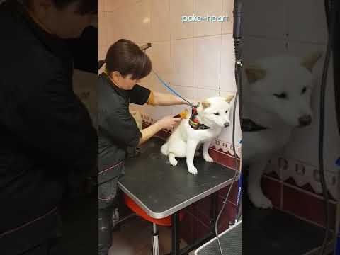 Groomer Calms Angry Dog Patiently | Shorts