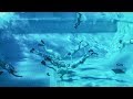 Underwater rugby  playsportcom