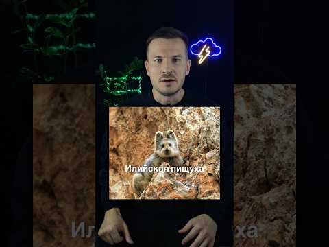 Илийская пищуха - редчайшее животное из Китая #животные #интересныефакты #топ #экология #природа