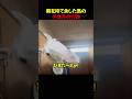 ゴルティ、暇すぎてやばい行動に出たwww