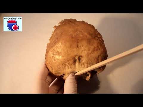 Video: Occipital Bone Anatomy, Diagram & Function - Kroppskartor