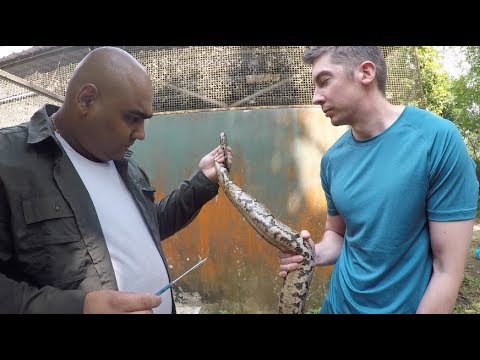 Sexing Reticulated Pythons