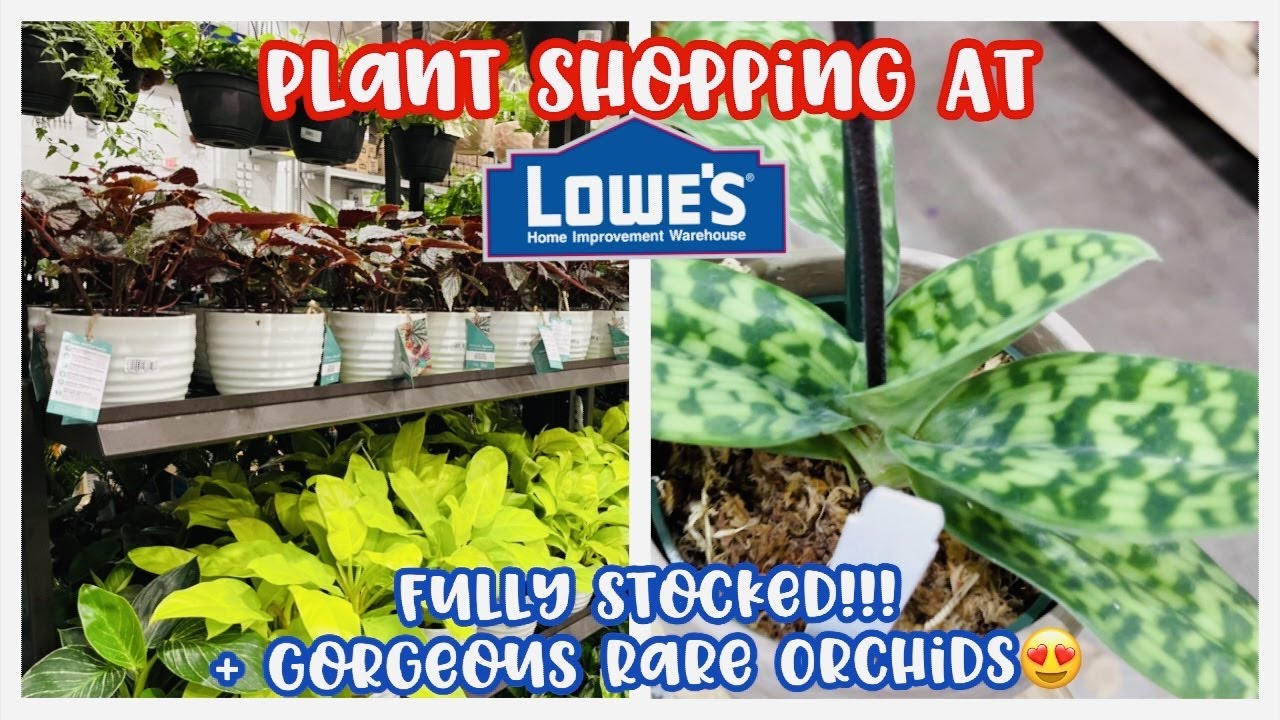 Plant Shopping at Lowe's Big Box Store FULLY STOCKED PLUS RARE ORCHIDS YouTube