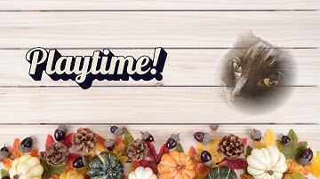 Cat vs Yarn: The Battle You Didn’t See Coming!