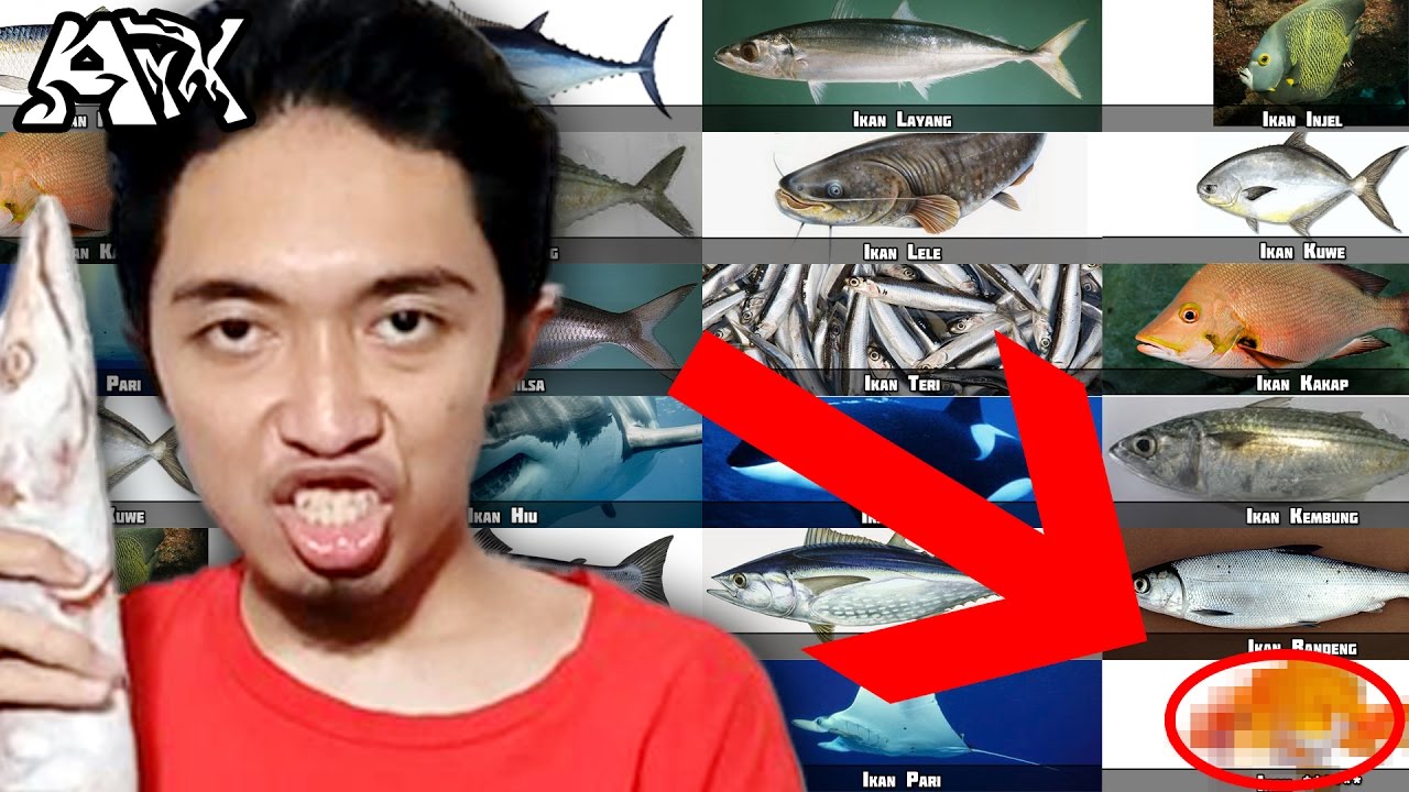 Yuk Para IKAN TONGKOL Nyanyi Jenis2 Ikan ArmanArX YouTube