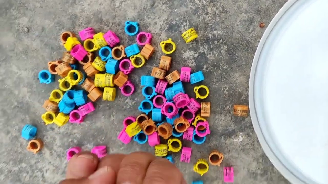 صيد اليوم طير لوت +جبت حجول للحمام+مطيار المخاليف 