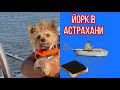 Поездка в Астрахань с собакой//собака ест чёрную икру//В Ашан с собакой//Боню не пустили в Кремль