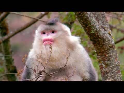 Video: Quando è stata scoperta la scimmia dal naso camuso?