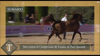 Cría de caballos de pura raza española y caballos árabes en Córdoba