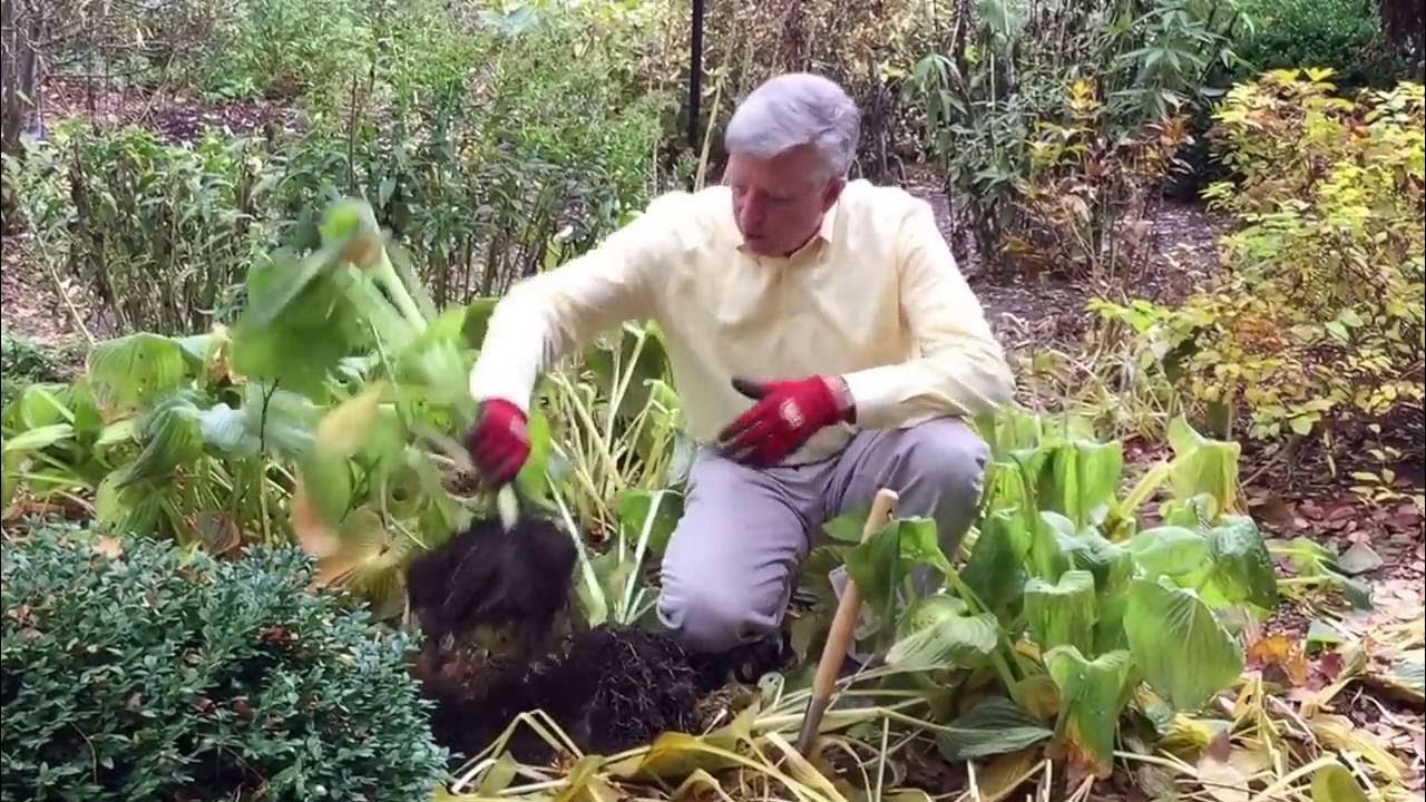 Когда надо обрезать хосты. Хосту обрезать на зиму. Хоста растение надо обрезать осенью. Хоста размножение. Когда надо обрезать хосты.