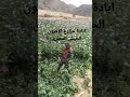 ابادة مزارع الأفيون الجيش المصرى