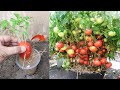 Simple skills best way to grow tomatoes from tomato fruit in water