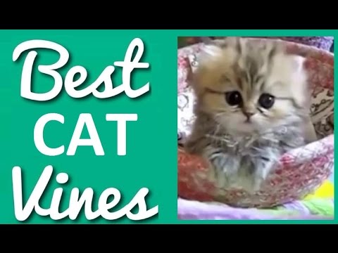 #2 Best and Cutest Cat Vines Compilation 2014/2015 - YouTube