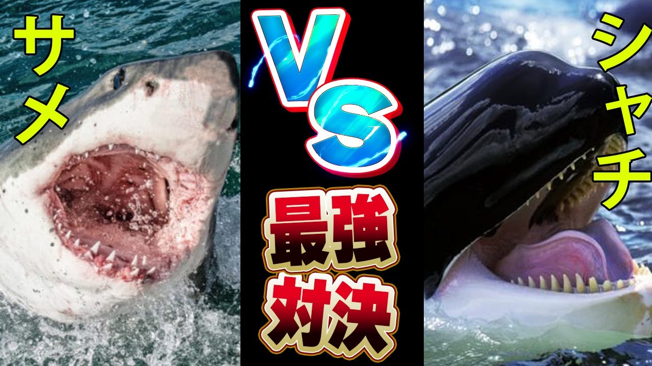 【最強対決】「サメVSシャチ」 海の王者決定戦！！その戦いと生態について徹底解説【動物雑学】 - YouTube