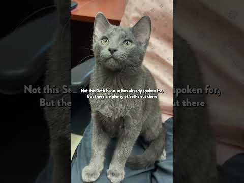 Video: Pet Scoop: Pisica adoptata dupa vizita lui Adele, Printul George joaca cu puiul sau in noua fotografie
