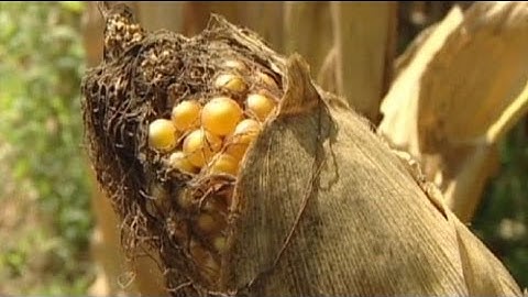 GMO rat lab gets serious