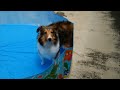 プールに入ったけど楽しくないSheltie puppyなシェリー