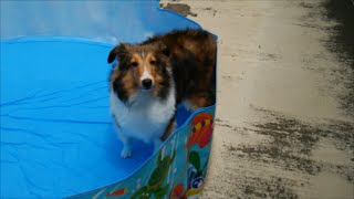 プールに入ったけど楽しくないSheltie puppyなシェリー